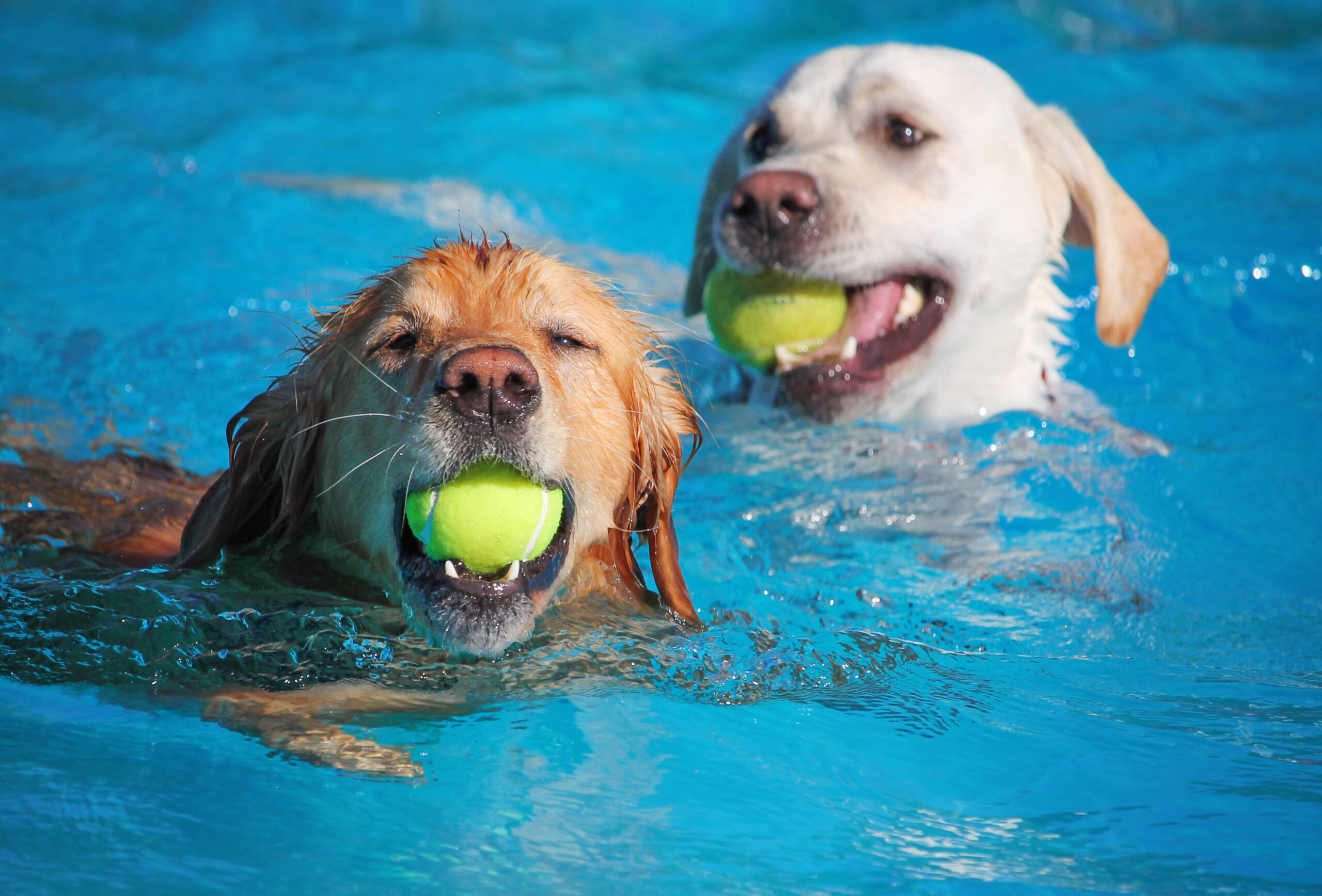 Hundeschwimmen im Freibad Kevelaer